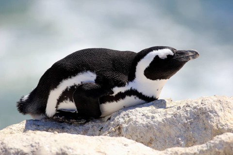 African Penguin (Spheniscus demersus)