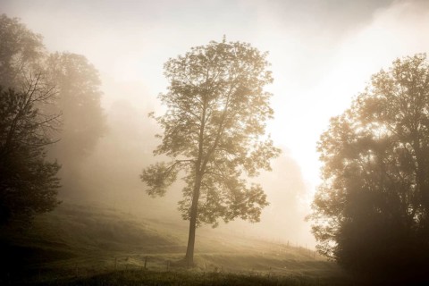 Tree in the morning fog