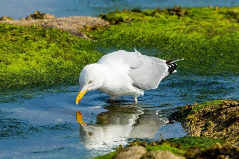 Lesser Black-backed Gull (Larus fuscus)