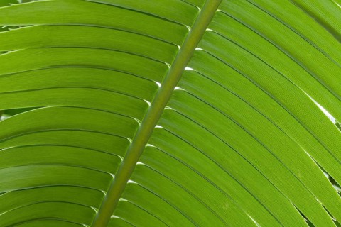 Giant Dioon
