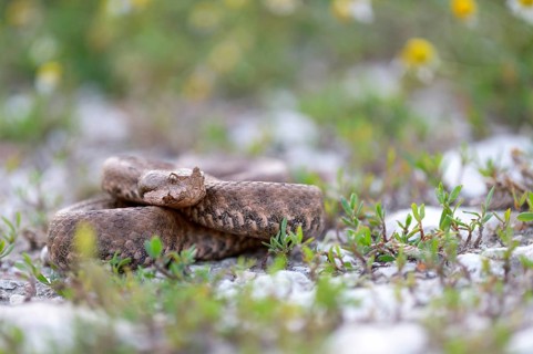Horned Viper (Vipera ammodytes)
