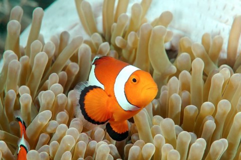 Orange Clownfish (Amphiprion percula)