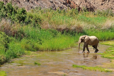 Rare Namibian Desert Elephant (Loxodonta africana)