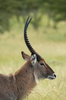 Waterbuck (Kobus ellipsiprymnus)