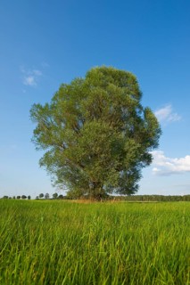 Solitary crack willow (Salix fragilis)