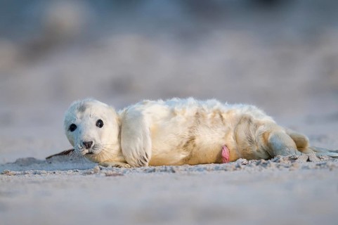 Grey seal (Halichoerus grypus)