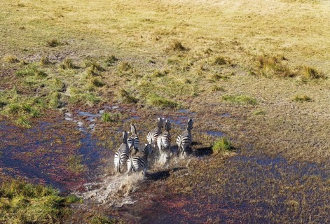 Burchell's Zebras (Equus quagga burchelli)