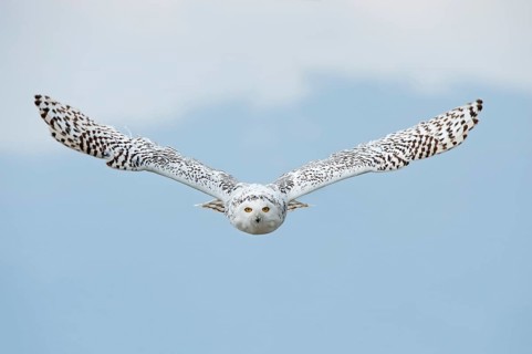 Snowy owl (Bubo scandiacus) in flight
