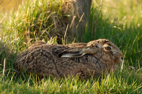 Hare (Lepus europaeus)