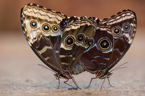 Giant Owl (Caligo memnon)