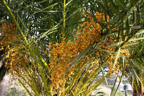 Canary Island Date Palm (Phoenix canariensis) with infructescence