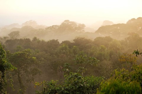 Views over the treetops of the rainforest at dawn