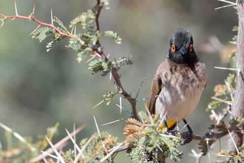 African Red-eyed Bulbul (Pycnonotus nigricans)