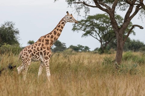 Rothschild's Giraffe (Giraffa camelopardalis rothschildi)