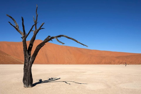 Dead Camel thorn trees (Vachellia erioloba)