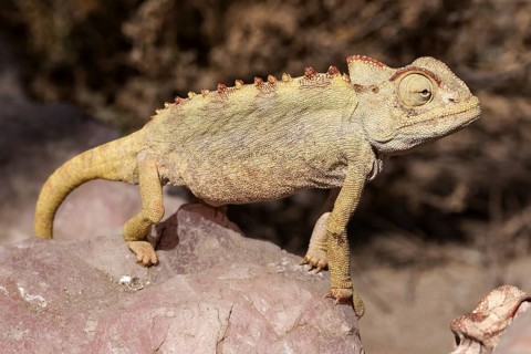 Namaqua Chameleon (Chamaeleo namaquensis) near Swakopmund