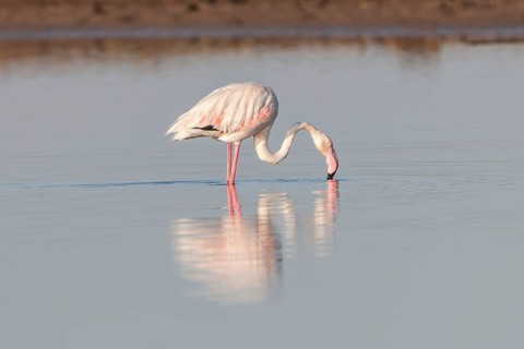 American Flamingo (Phoenicopterus ruber) foraging for food
