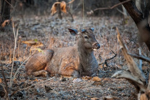 Sambar deer (Rusa unicolor)