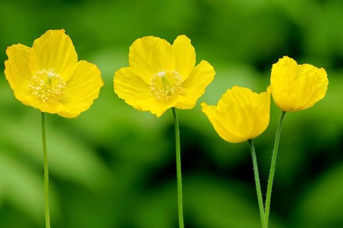 Yellow Iceland Poppy (Papaver nudicaule)