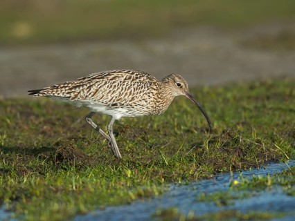 Curlew (Numenius arquata)