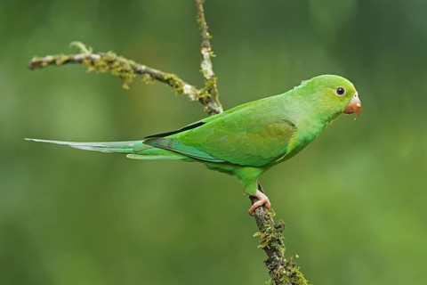 Yellow-chevroned parakeet (Brotogeris chiriri) on branch