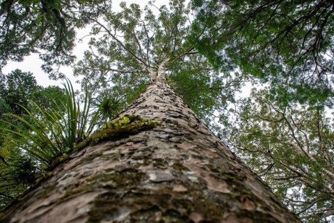 Giant Agathis australis (Agathis australis)