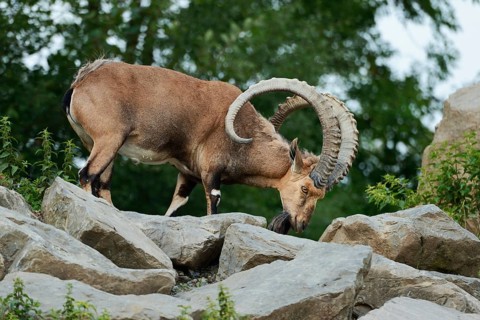 Nubian ibex (Capra nubiana)