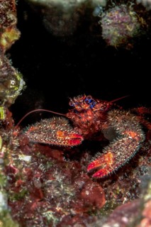 Colorful squat lobster (Galathea strigosa)