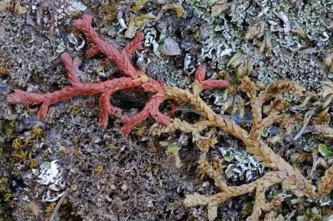 Mediterranean Clubmoss (Selaginella denticulata)