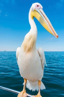 Great White Pelican (Pelecanus onocrotalus) sitting on the railing of the boat in Walvis Bay