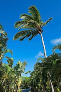 Palm grove in Saint Lucia