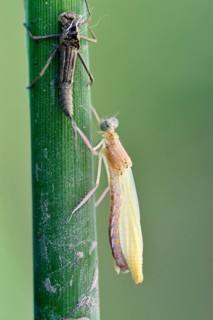 Empty larval case with newly hatched larva