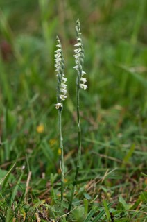 Autumn lady's-tresses (Spiranthes spirales)