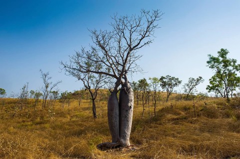 Tree couple