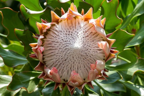 King Protea (Protea cynaroides)