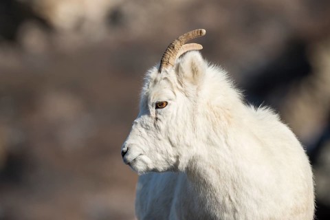 Dall Sheep (Ovis dalli)