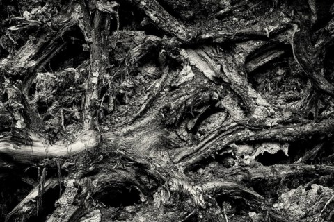 Tree roots