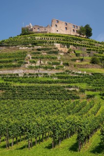 Vineyard with Staufen Castle ruins