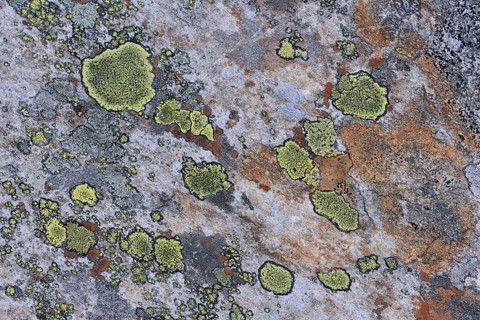 A stone overgrown with lichen in a Fjell landscape