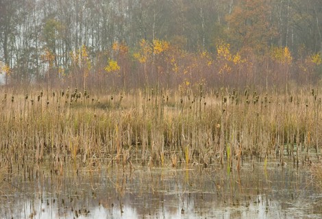 Moor autumn landscape with broadleaf cattail (Typha latifolia)