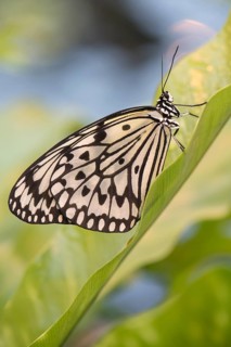 Paper Kite (Idea leuconoe)