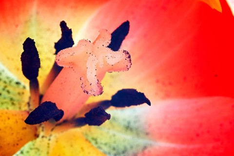 Parrot Tulip (Tulipa)