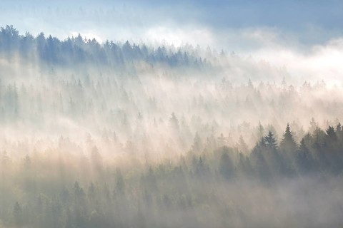 Fog over the treetops in the morning light