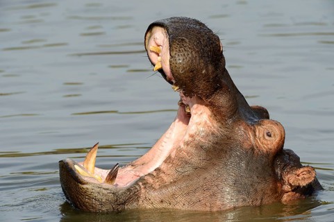 Hippopotamus (Hippopotamus amphibicus)