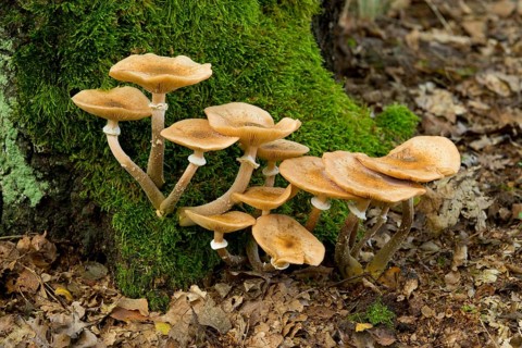 Humongous Fungus (Armillaria ostoyae)