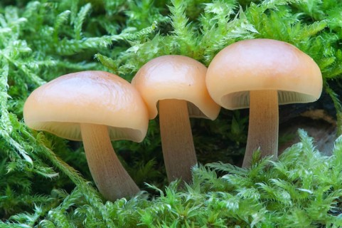 Winter Mushrooms or Enoki Mushrooms (Flammulina velutipes)