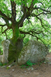 Mighty old oak (Quercus sp.) splitting a stone