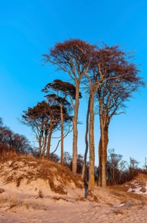 Copse of beech trees on the dune 'Ostseedune'
