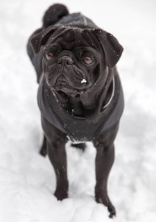 Black Pug in snow