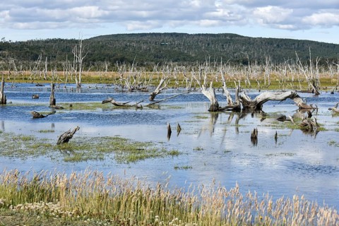 Marshland in Tierra del Fuego National Park